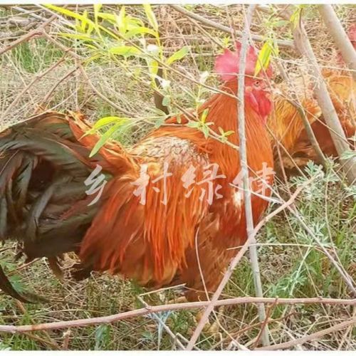 �l��G���B(y��ng)ֳ